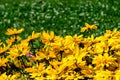 Group of bright yellow flowers of Rudbeckia, commonly known as coneflowers or black eyed susans, in a sunny summer garden, beautif Royalty Free Stock Photo