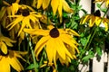 Group of bright yellow flowers of Rudbeckia, commonly known as coneflowers or black eyed susans, in a sunny summer garden, beautif