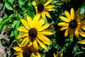 Group of bright yellow flowers of Rudbeckia, commonly known as coneflowers or black eyed susans, in a sunny summer garden, beautif Royalty Free Stock Photo