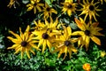Group of bright yellow flowers of Rudbeckia, commonly known as coneflowers or black eyed susans, in a sunny summer garden, Royalty Free Stock Photo