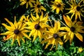 Bright yellow flowers of Rudbeckia, commonly known as coneflowers or black eyed susans, in a sunny summer garden Royalty Free Stock Photo