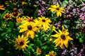 Group of bright yellow flowers of Rudbeckia, commonly known as coneflowers or black eyed susans, in a sunny summer garden, Royalty Free Stock Photo