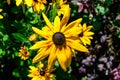 Group of bright yellow flowers of Rudbeckia, commonly known as coneflowers or black eyed susans, in a sunny summer garden, Royalty Free Stock Photo