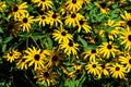 Group of bright yellow flowers of Rudbeckia, commonly known as coneflowers or  black-eyed-susans,  in a sunny summer garden, in so Royalty Free Stock Photo