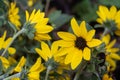 Group of Bright yellow gebera daisy Gerbera jamesonii in a garden. Also called Barberton daisy, Transvaal daisy, and as