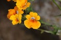 A group of bright yellow Nemesia flowers flowering in summertime, close-up view Royalty Free Stock Photo