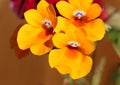 A group of bright yellow Nemesia \'Spicy Yellow\' flowers flowering in summertime, close-up view Royalty Free Stock Photo