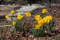 Group of bright yellow spring Easter daffodils blooming outside in springtime Royalty Free Stock Photo