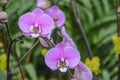 A Group of Brightly Colored Orchid