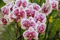 A Group of Brightly Colored Orchid