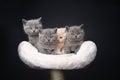 group of british shorthai kittens side by side on scratching post
