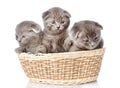 Group british shorthair kittens in basket. isolated on white Royalty Free Stock Photo