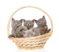 Group british shorthair kittens in basket. isolated