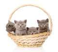 Group british shorthair kittens in basket. isolated on white