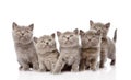 Group british shorthair kittens. isolated on white background Royalty Free Stock Photo