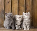 Group british shorthair kittens looking up