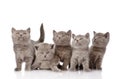 Group british shorthair kittens looking up. isolated