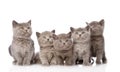 Group british shorthair kittens looking up. isolated Royalty Free Stock Photo