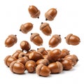Group of brown acorns with caps falling on a white background Royalty Free Stock Photo