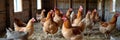 Group of brown chickens in a rustic coop with straw floor and wooden structure Royalty Free Stock Photo