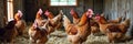 Group of brown chickens in a sunlit barn with straw bedding Royalty Free Stock Photo