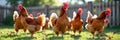 Group of brown chickens in sunny backyard grazing on grass Royalty Free Stock Photo