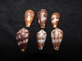A group of brown Cone shells Royalty Free Stock Photo
