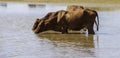 A group of brown cows drinking water, in a river, in a lake, in Africa