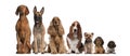 Group of brown dogs sitting Royalty Free Stock Photo