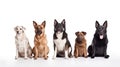 Group of brown dogs sitting, from taller to smaller against white background Royalty Free Stock Photo