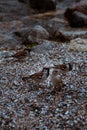 Group of Brown feather sparrows perched on a sea rocks. Little bird. Small sparrow. Urban bird. Wild bird Royalty Free Stock Photo