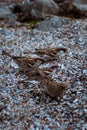 Group of Brown feather sparrows perched on a sea rocks. Little bird. Small sparrow. Urban bird. Wild bird Royalty Free Stock Photo