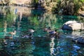 A group of brown and green mallard ducks swimming on a green rippling lake surrounded by lush green plants and large rocks Royalty Free Stock Photo