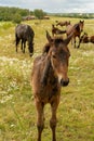 Brown horse foal curious about the photographer