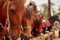 Group of brown horses with saddles standing behind a rustic wooden fence in an outdoor setting. Royalty Free Stock Photo