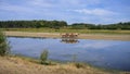 A group of brown horses standing near water