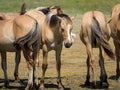 A group of brown horses standing near water