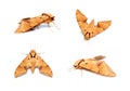 Group of brown moth Ambulyx Iiturata isolated on white background. Butterfly. Animal. Insect Royalty Free Stock Photo