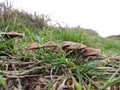 Group of brown mushrooms in the grass Royalty Free Stock Photo