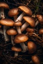 a group of brown mushrooms on the ground