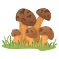 Group of brown mushrooms growing in the grass, edible fungi, nature scene. Forest harvest, wild food, autumn concept Royalty Free Stock Photo