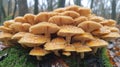 A group of brown mushrooms growing on moss in a forest Royalty Free Stock Photo