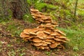 A group of brown mushrooms growing by a tree in the forest, selective focus Royalty Free Stock Photo