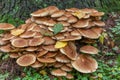 A group of brown mushrooms growing by a tree in the forest, selective focus Royalty Free Stock Photo