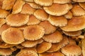 A group of brown mushrooms growing by a tree in the forest, selective focus Royalty Free Stock Photo