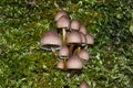 Group of brown mushrooms on moss