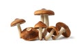 A group of brown mushrooms with white stems, clustered together on a white background Royalty Free Stock Photo