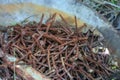 Group of brown nails or panel Pin Nails in outdoors