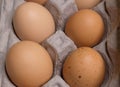 Brown Organic Raw Eggs in Carton Royalty Free Stock Photo