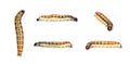 Group of brown pattern caterpillars isolated on white background. Animal. Worm. Insect Royalty Free Stock Photo